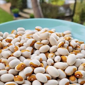 Kenearly Yellow Eye, Bean Seeds